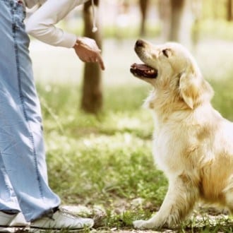Learn Dog Training Online and Become Qualified with Tutor Support Always Available