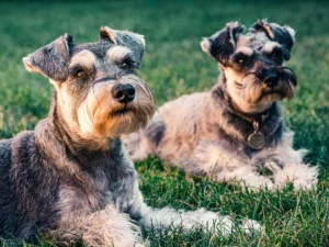 Certificate in Dog & Pet Grooming