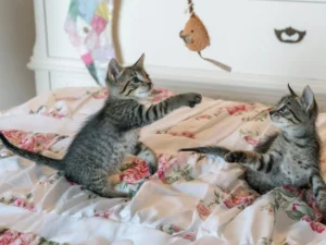 Certificate in Animal Care