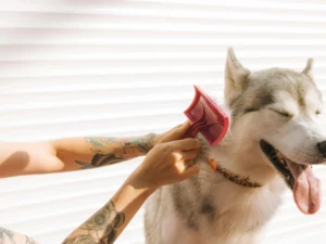 Diploma in Dog Grooming