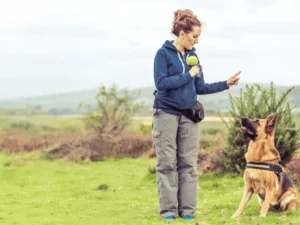 Dog Training to Business Pathway