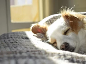 Animal Care and Dog Psychology Pathway