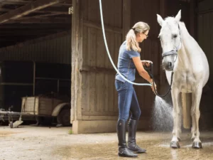 Intermediate Certificate in Horse Care