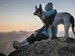 Certificate in Caring for Dogs