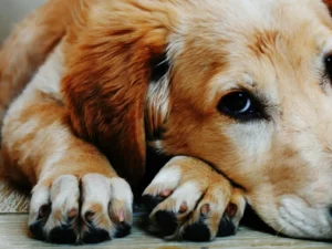 Dog Grooming Business Pathway
