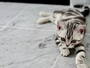 Diploma in Animal Welfare