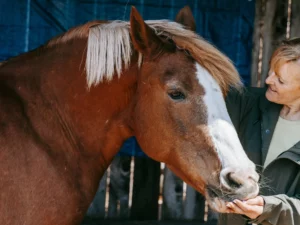 Certificate in Basic Horse Care