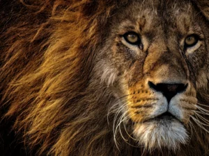 Certificate in Wildlife Conservation