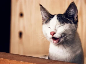 Certificate in Animal Health