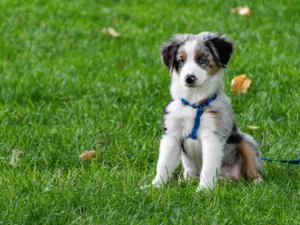 Diploma in Dog Grooming, Psychology, Behaviour & Training