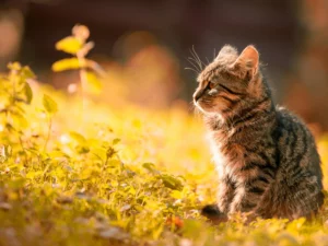 Certificate in Cat Welfare