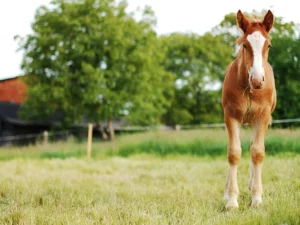 Advanced Intermediate Certificate in Horse Care