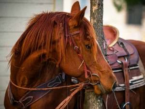 Diploma in Horse Care