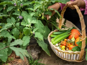 Certificate in Organic Farming
