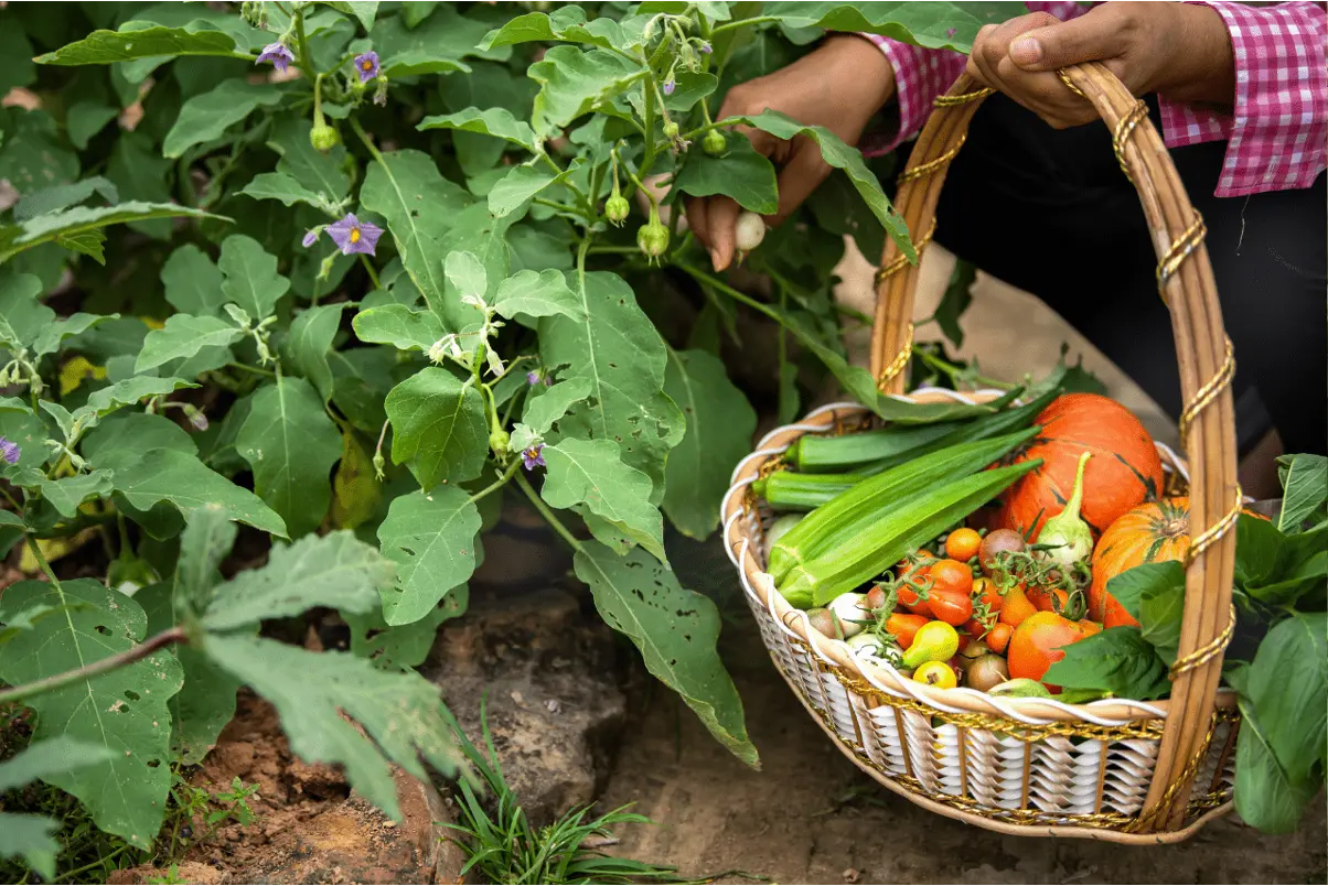 Certificate in Organic Farming